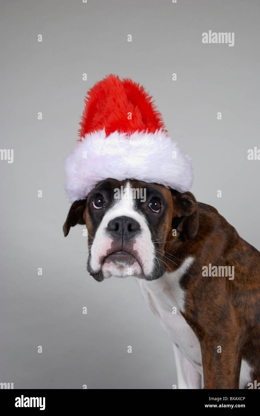 young boxer pup wearing a red santa hat Stock Photo Alamy
