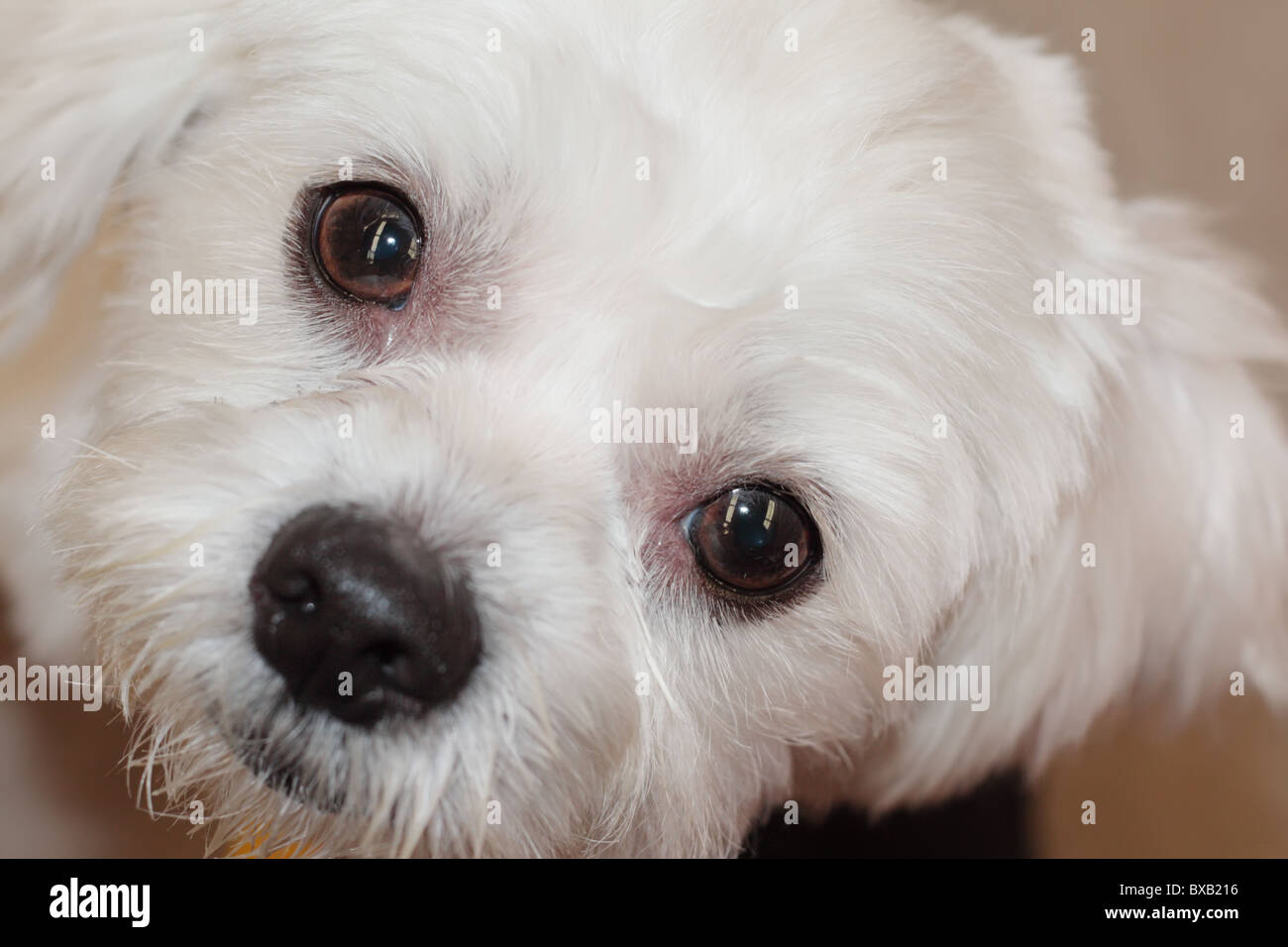 Bichon face hotsell