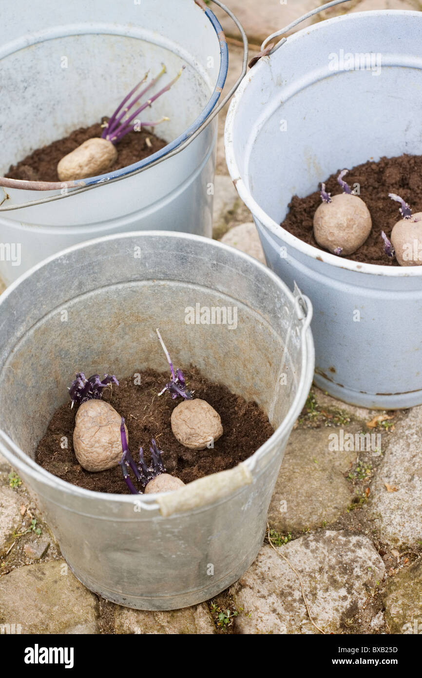 Planting potatoes in pots hires stock photography and images Alamy