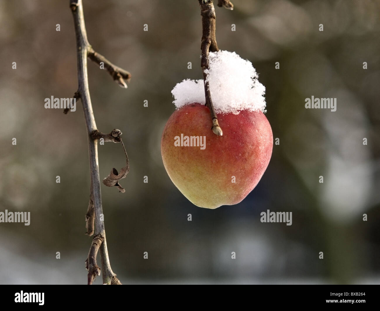 Ripe apple on a tree in winter wearing a snow cap. Stock Photo
