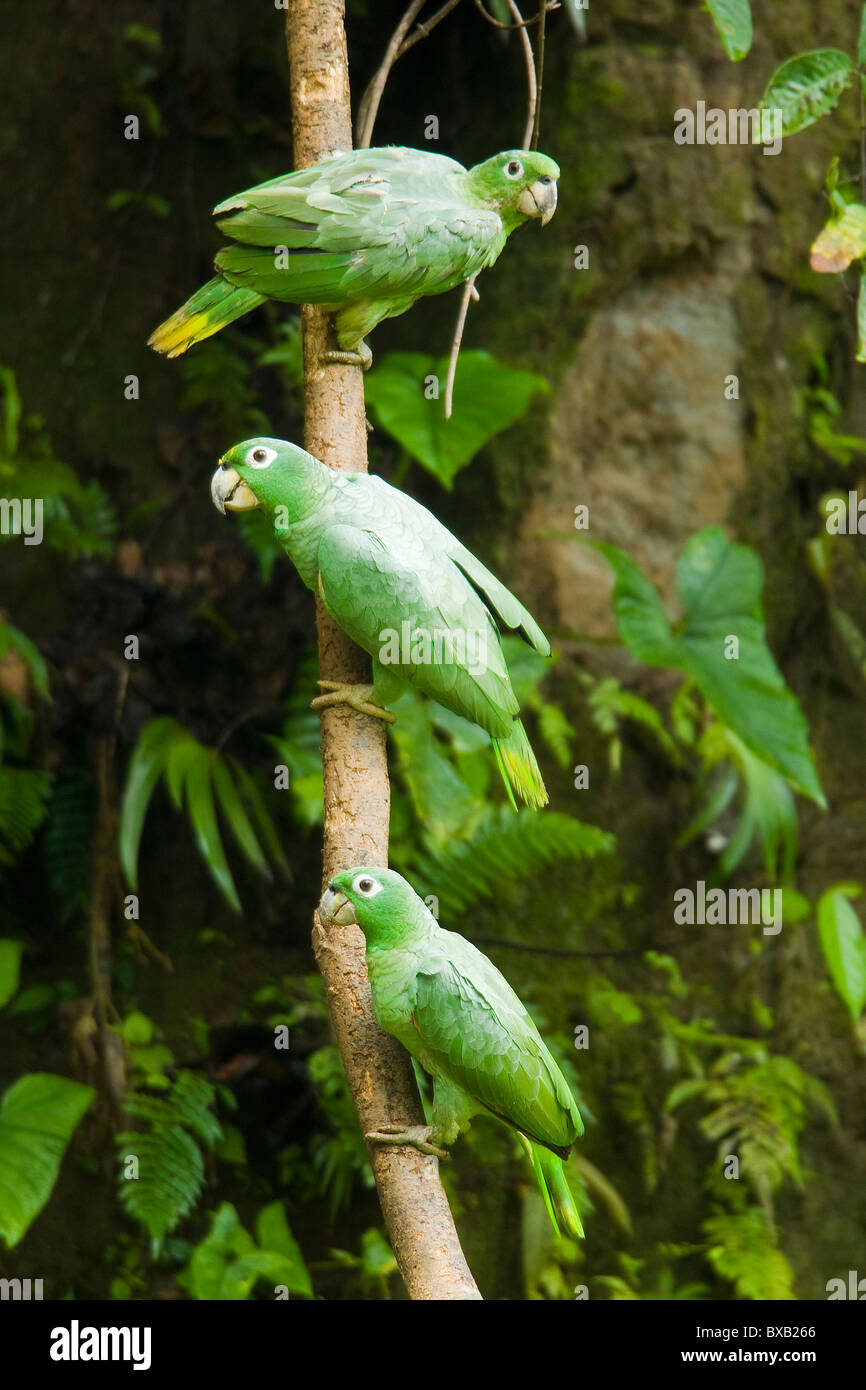 Parrots perching on branch, close-up Stock Photo