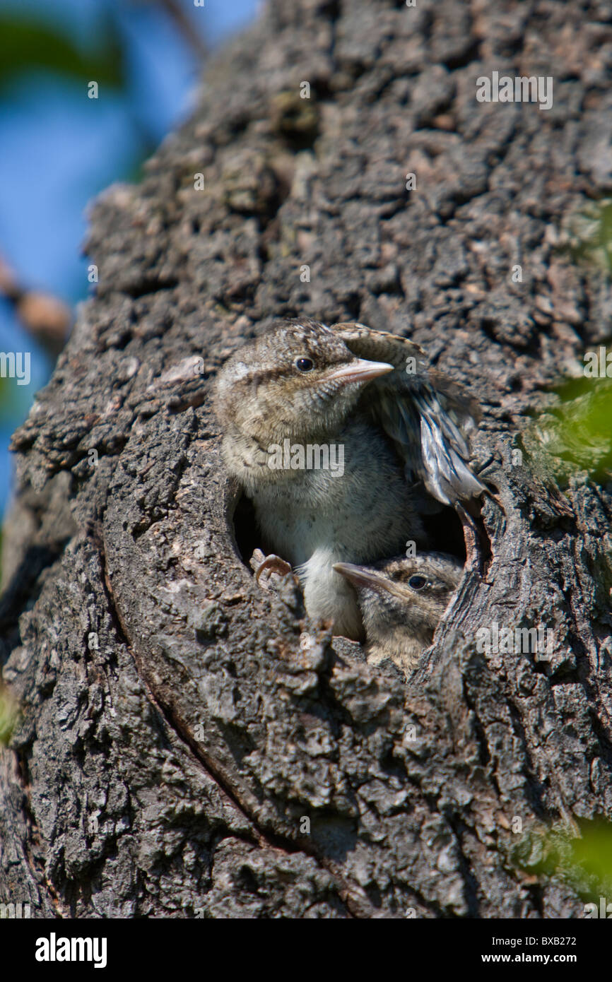 Birds in tree Stock Photo Alamy