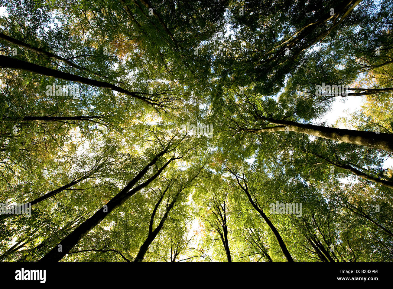 Tall trees in nature hi-res stock photography and images - Alamy
