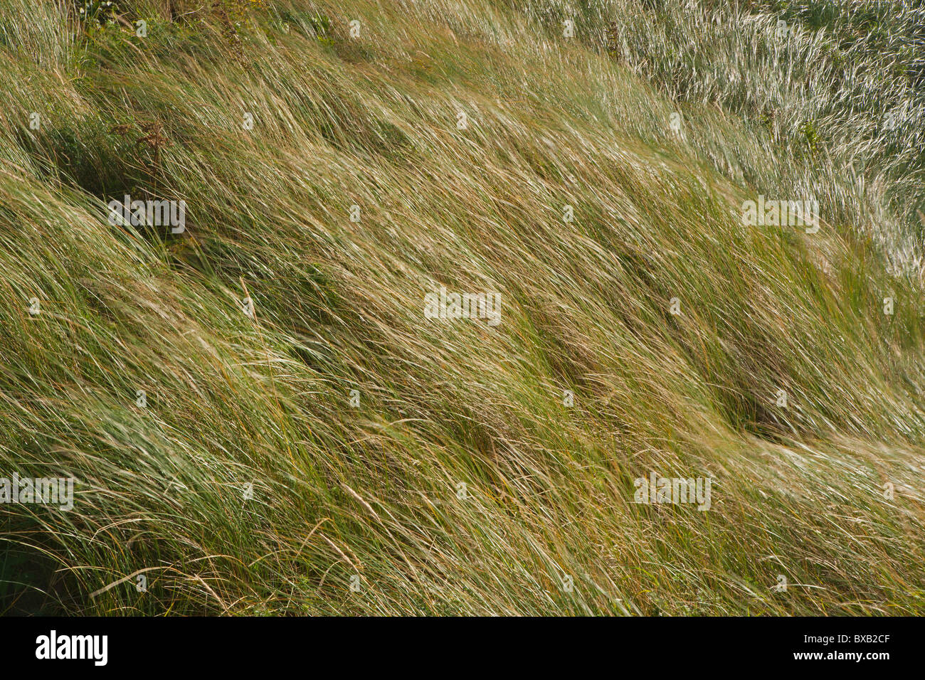 Wind blown dune grass, Dunnet Bay, Thurso, Highland Region, Scotland, September, 2010 Stock Photo