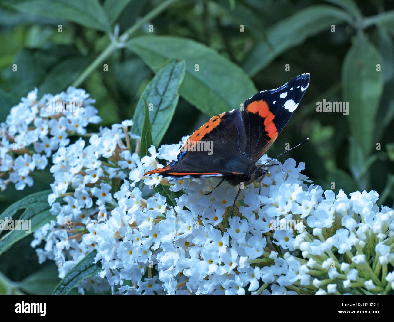 Vanessa atalanta, butterfly on a blossom of a Buddleja davidii bush sucking nectar. Stock Photo