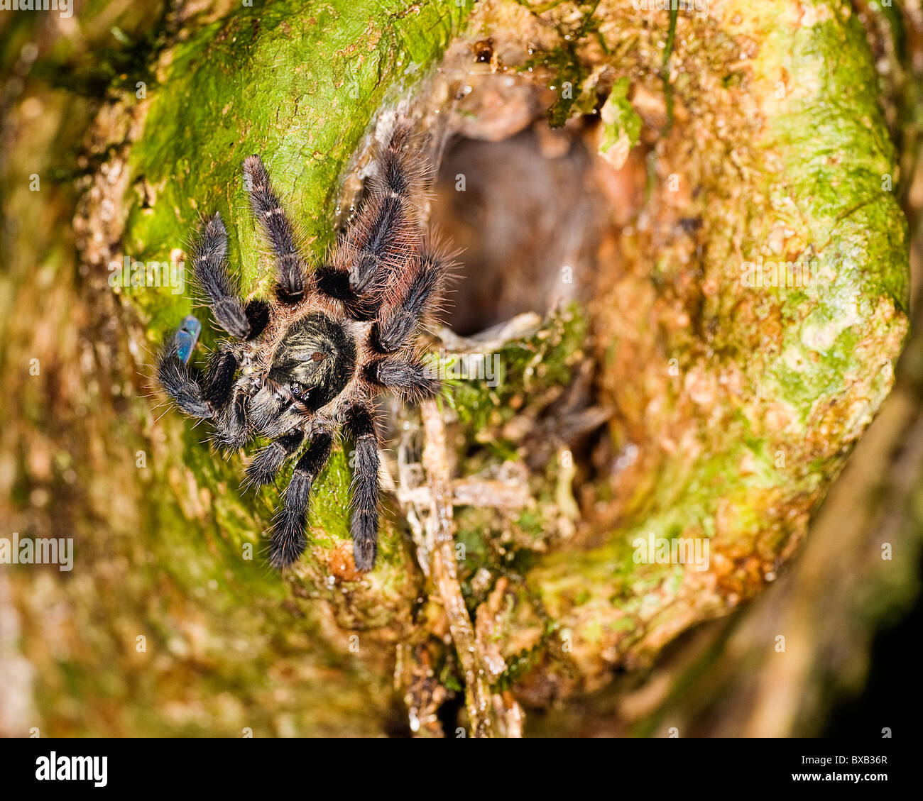 Spider on tree hires stock photography and images Alamy