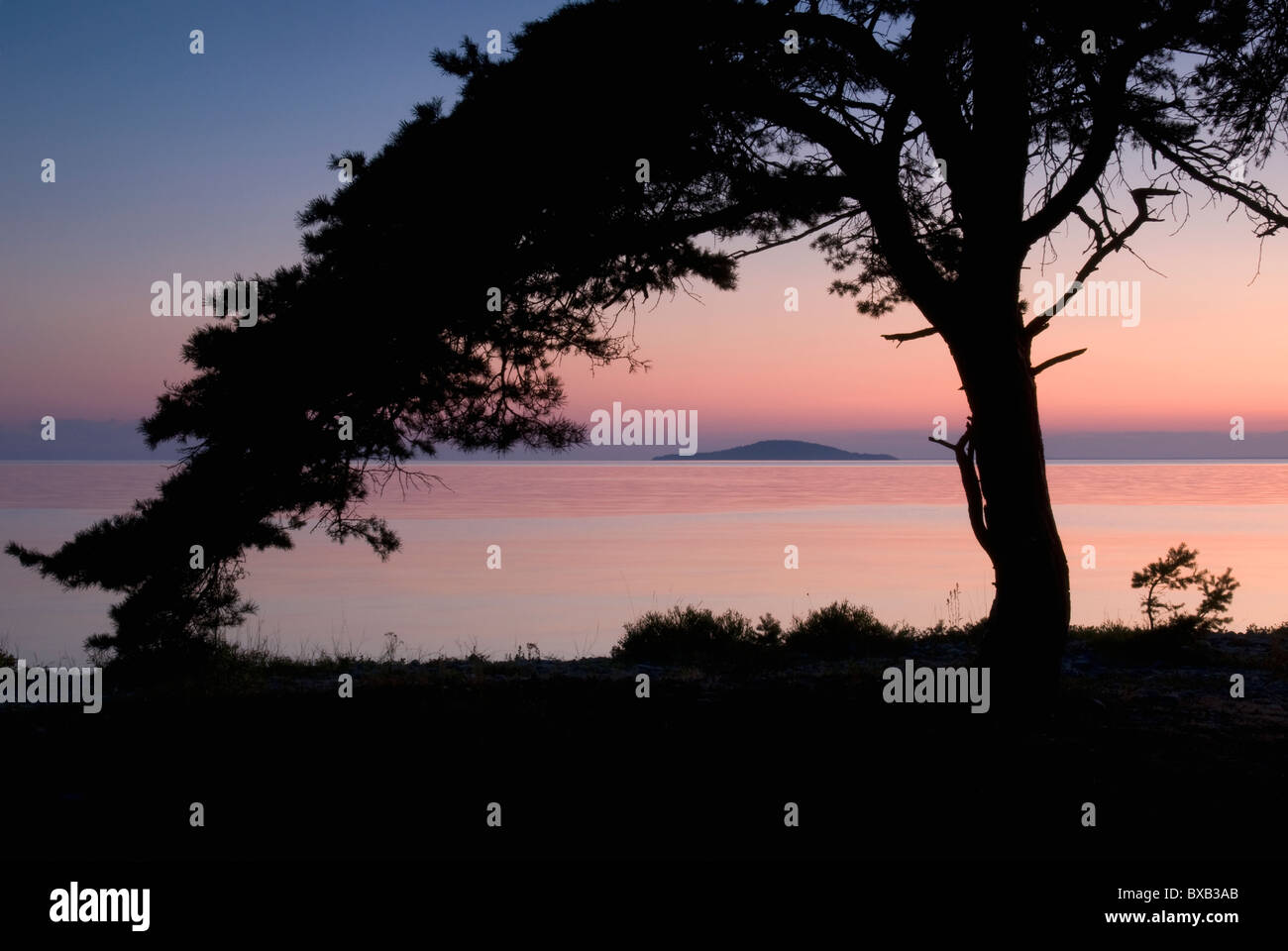 Silhouette of tree on shore at dusk Stock Photo - Alamy