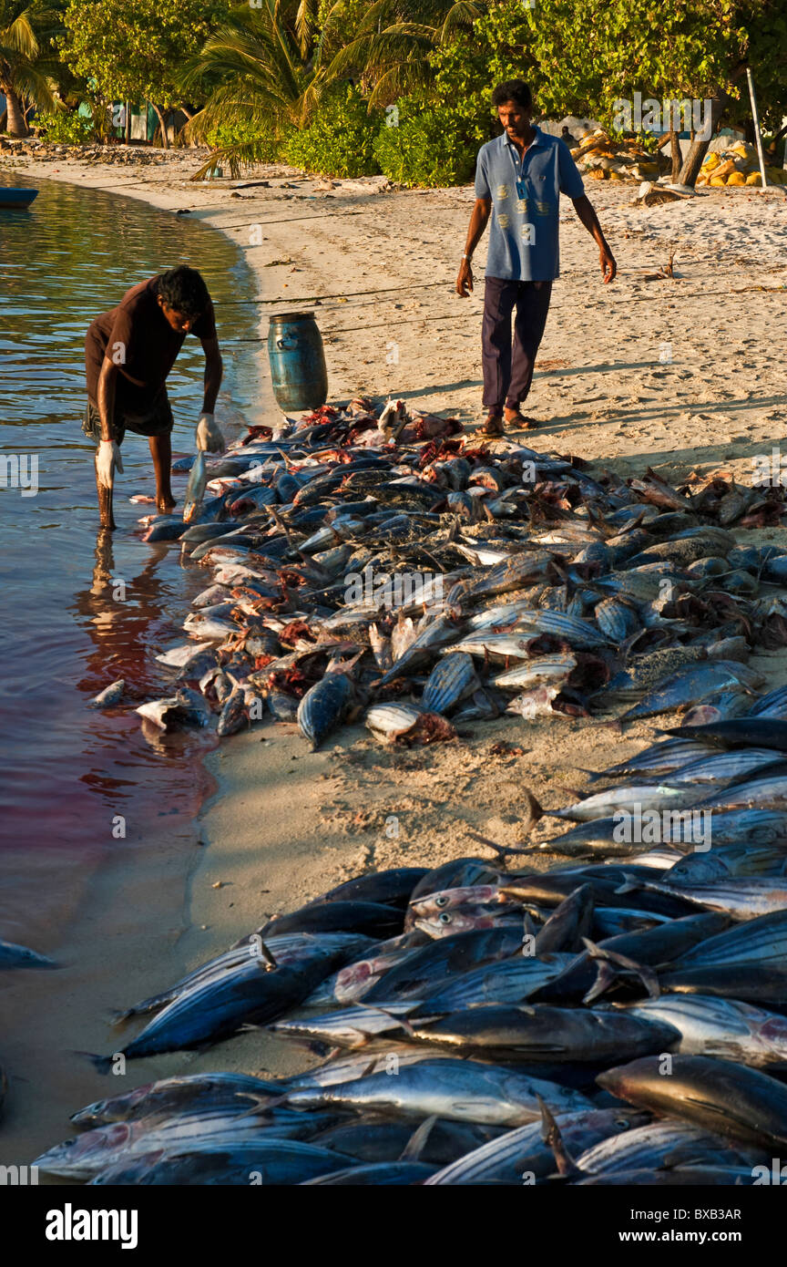 Fishermen cutting the heads off tuna on the beach at sunset, Maldives. Stock Photo