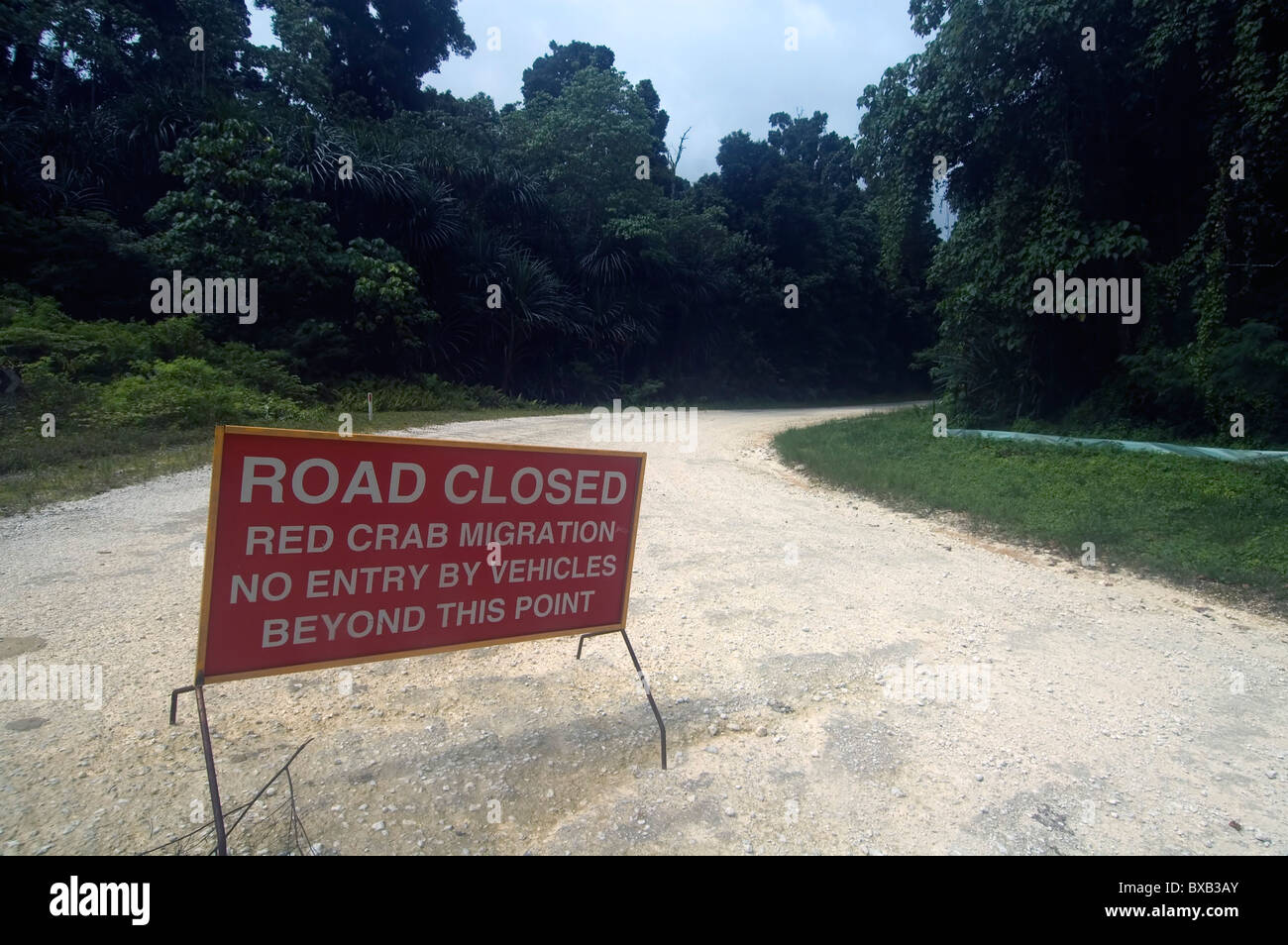 Road closed due to red crab migration, Christmas Island National Park, Indian Ocean Stock Photo