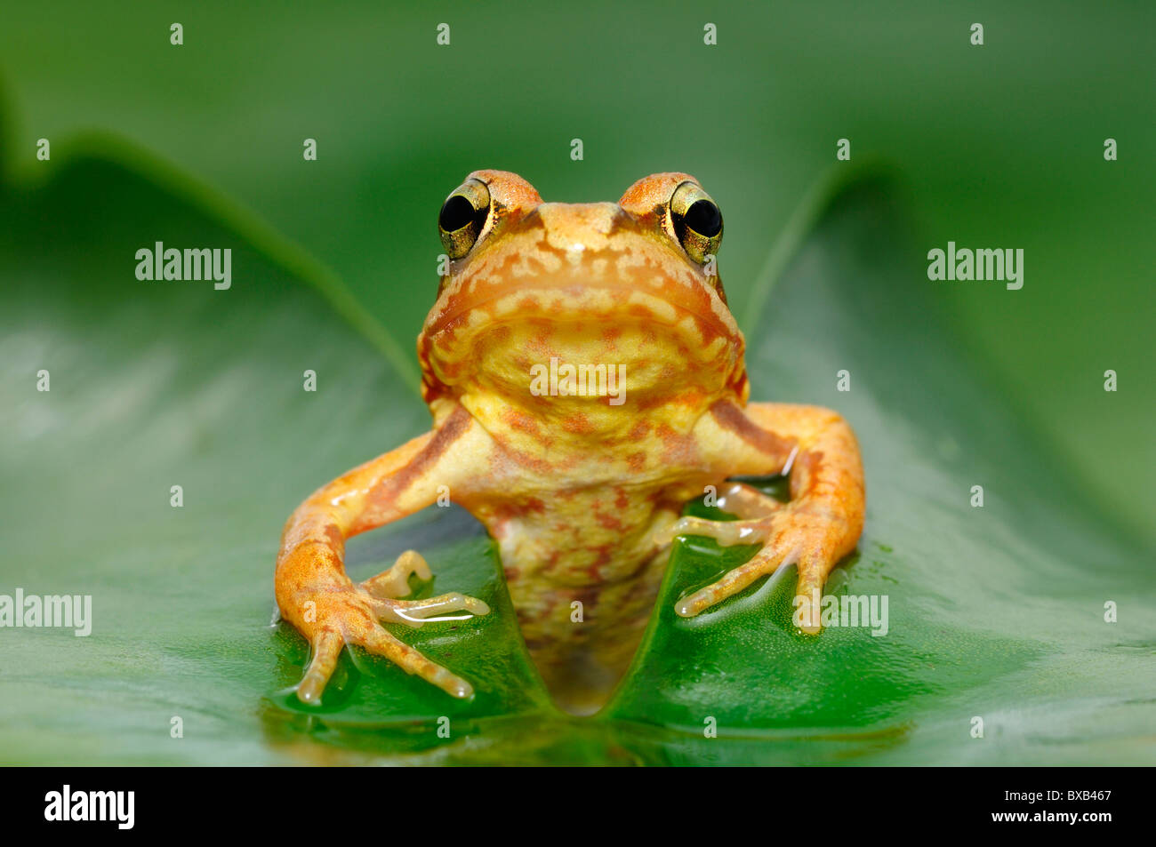 Common frog (Rana temporaria), juvenile Stock Photo