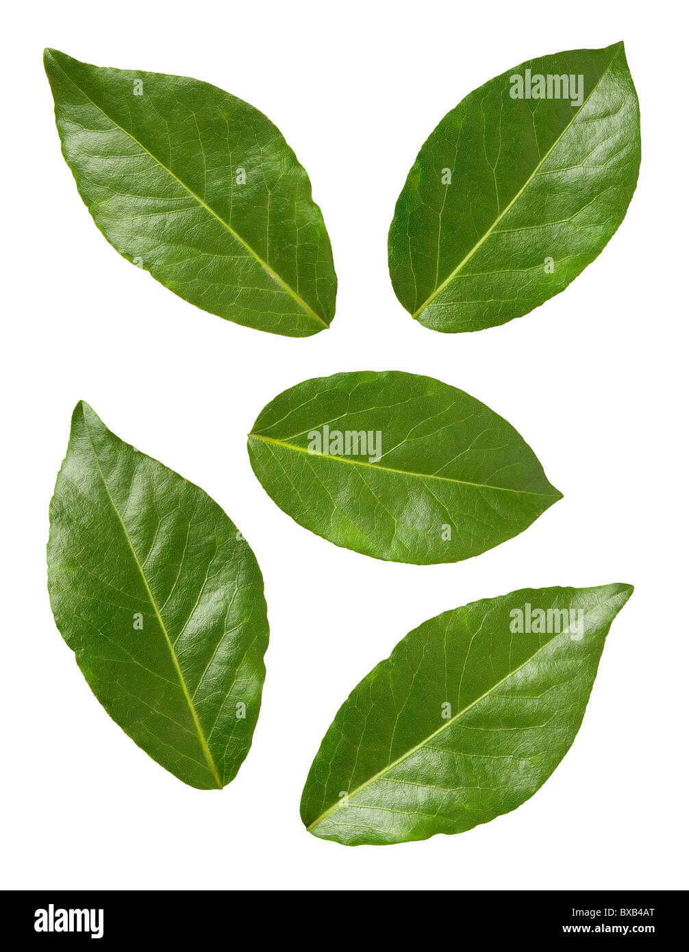 Bay Leaves isolated on a white background Stock Photo
