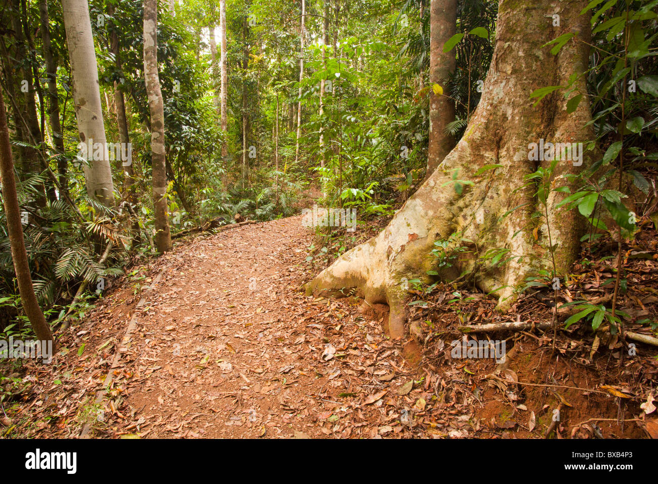 Australia lake rain forest hi-res stock photography and images - Alamy