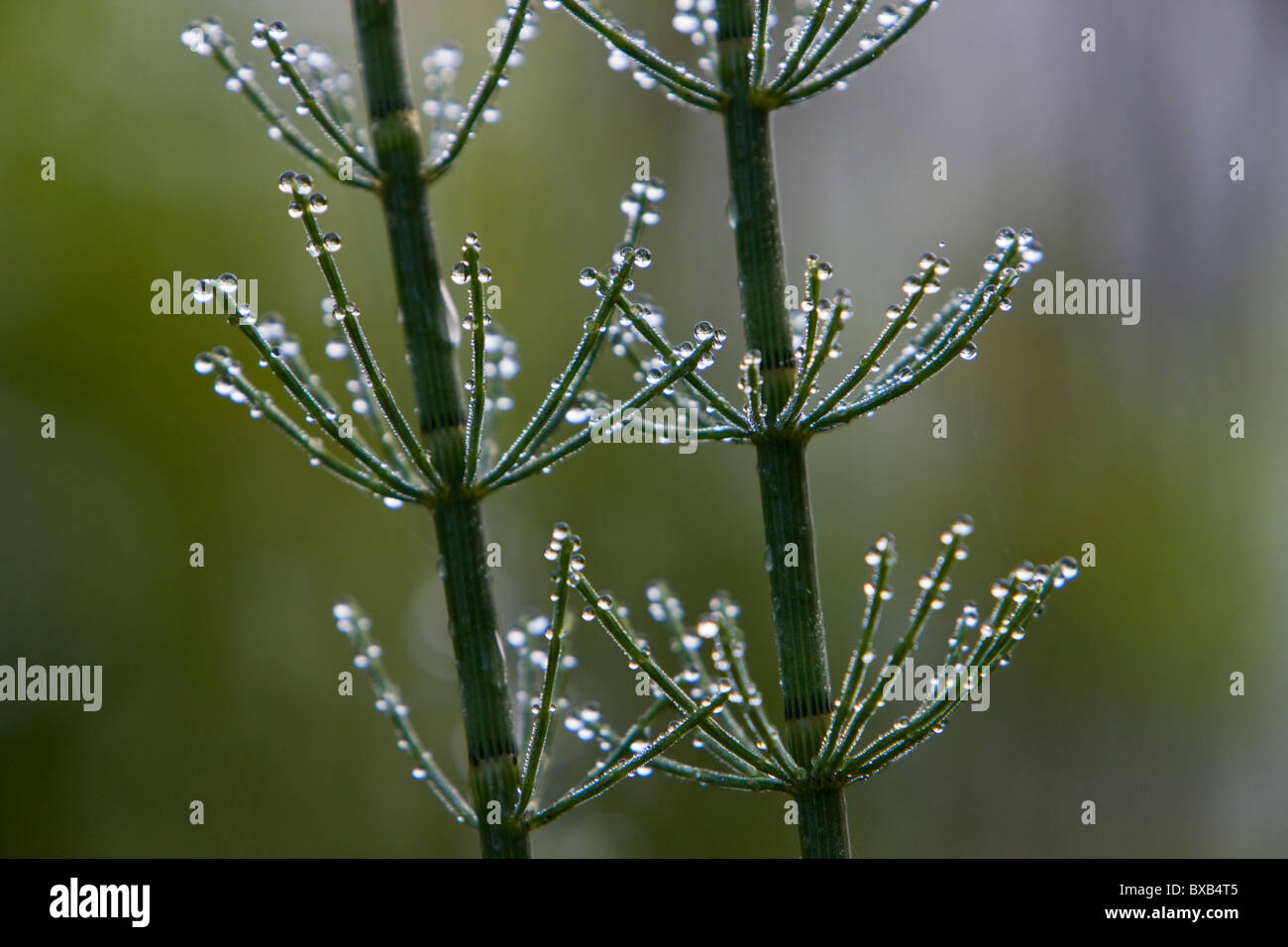 Dew on Horsetail, close-up Stock Photo