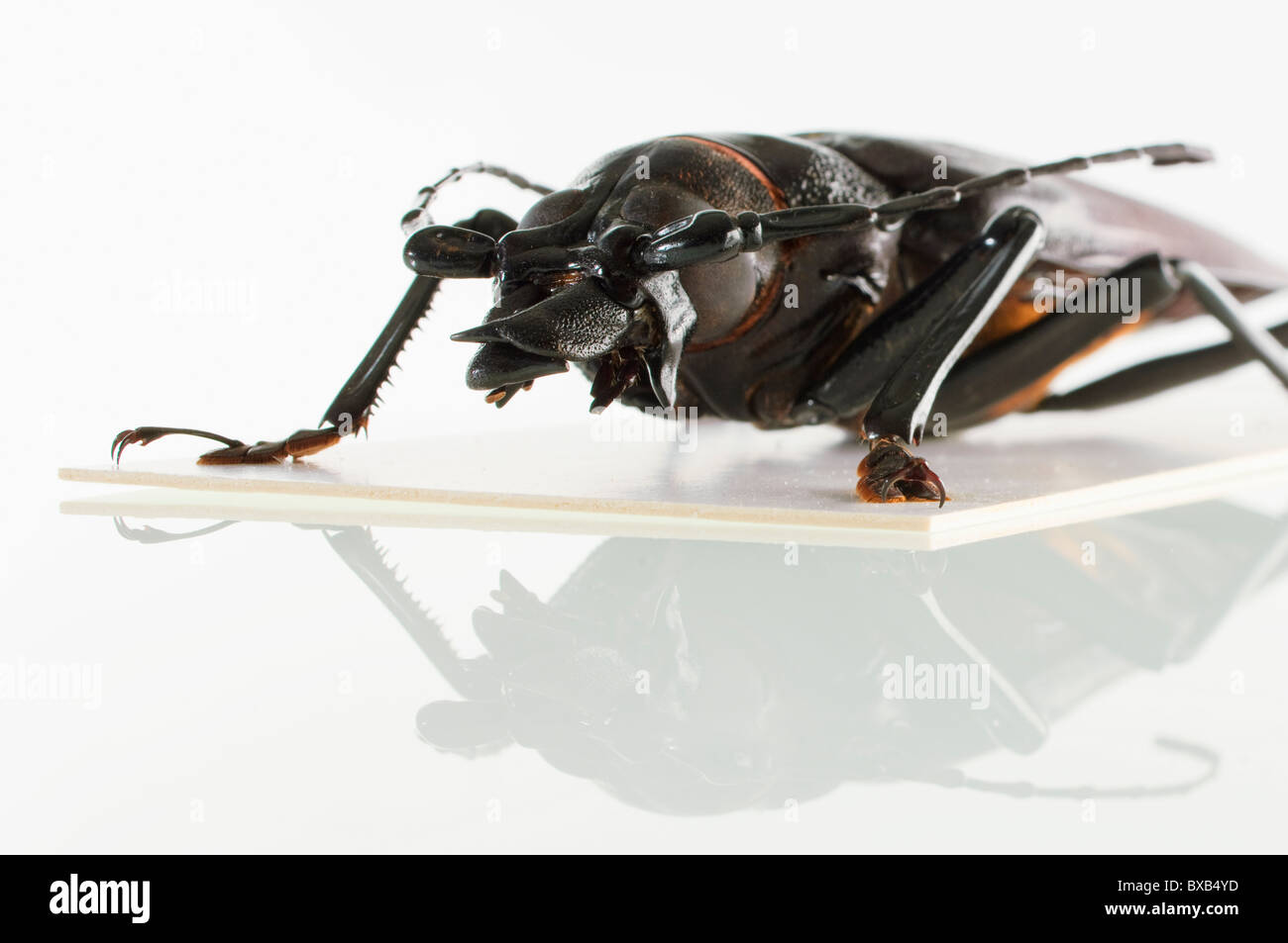 Studio shot of bug specimen on white background Stock Photo
