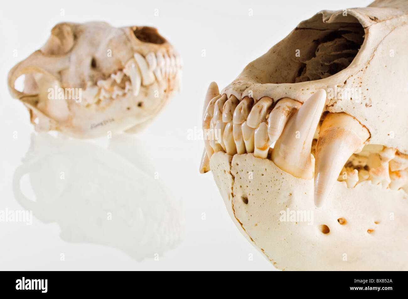 Studio shot of animal skulls on white background Stock Photo