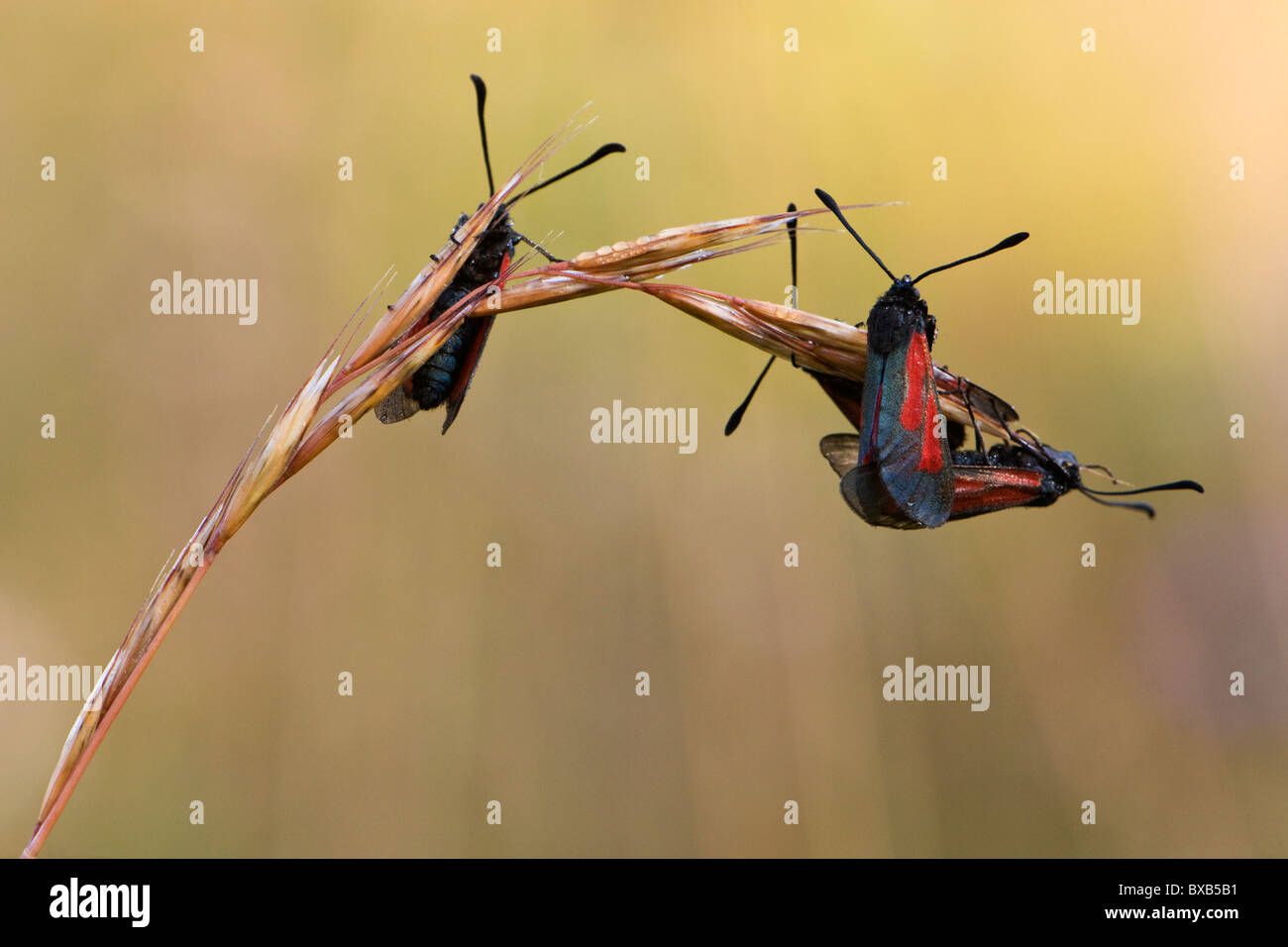 Insects on blade of grass Stock Photo