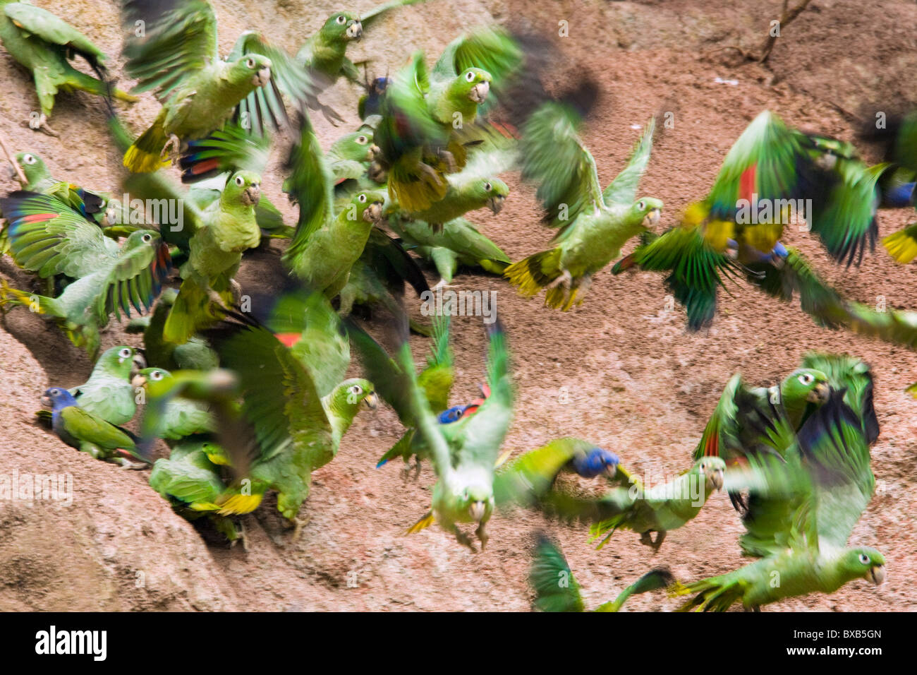 Flock of parrots flying Stock Photo