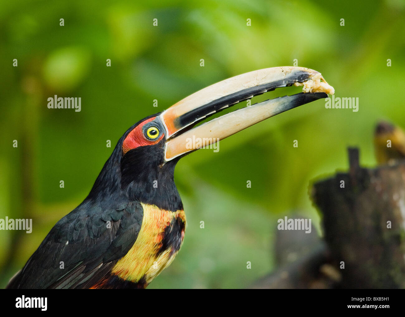 Aracaris eating banana fruit, close-up Stock Photo