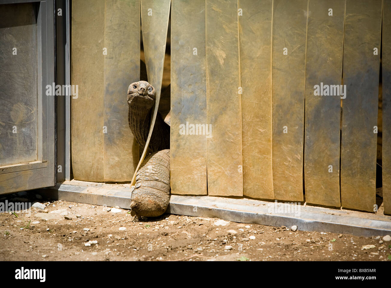 Turtle coming out of blinds in zoo Stock Photo
