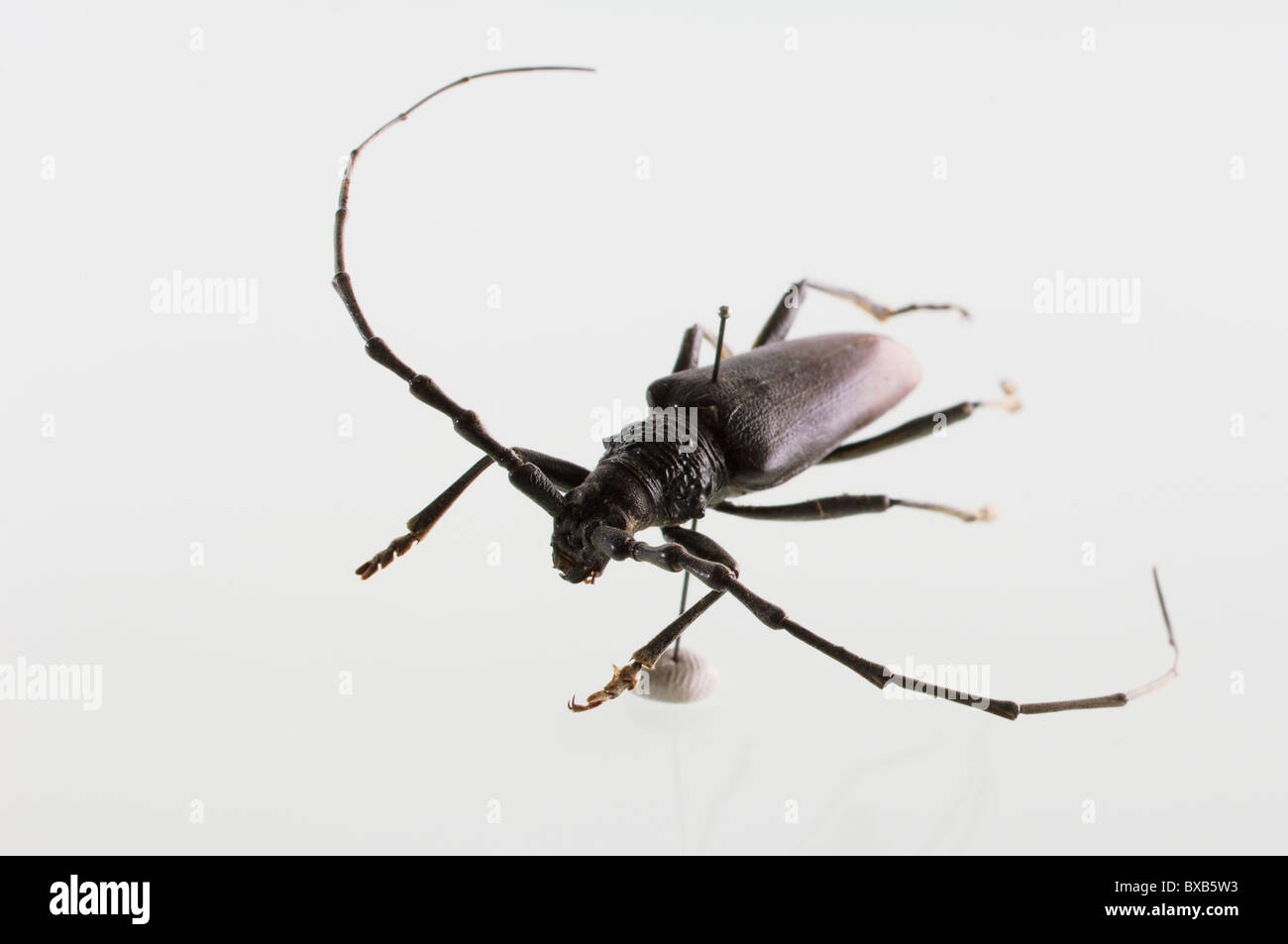 Studio shot of bug specimen on white background Stock Photo