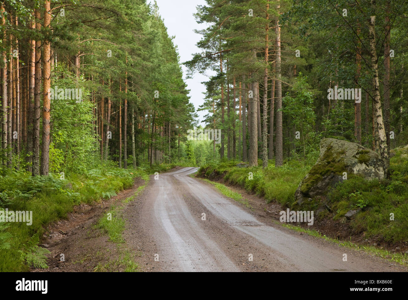 Dirt road through forest Stock Photo