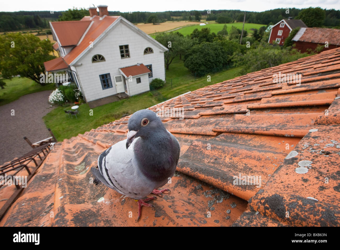 Close-up of pigeon perching on roof Stock Photo - Alamy