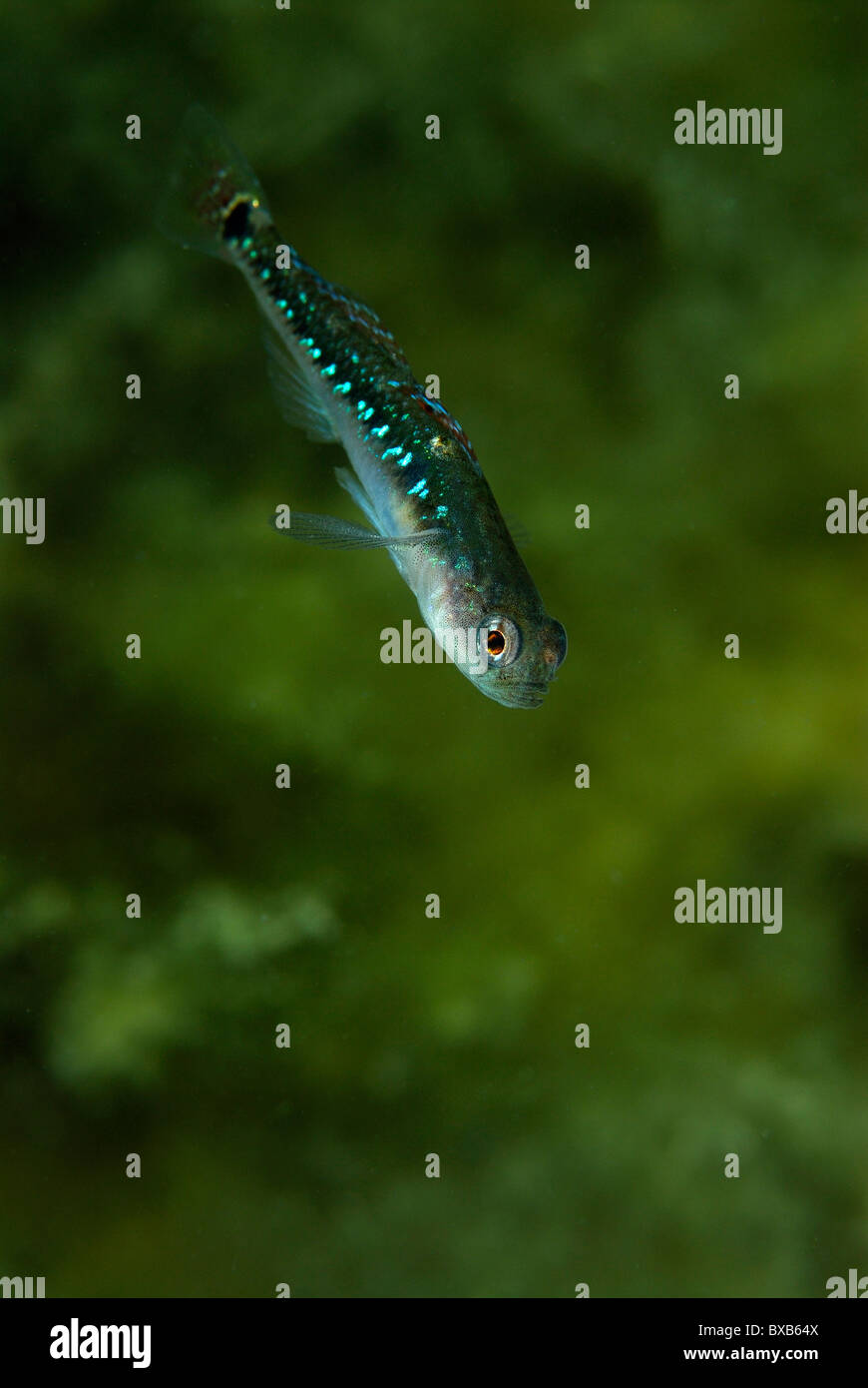 Two-spot goby fish, close-up Stock Photo