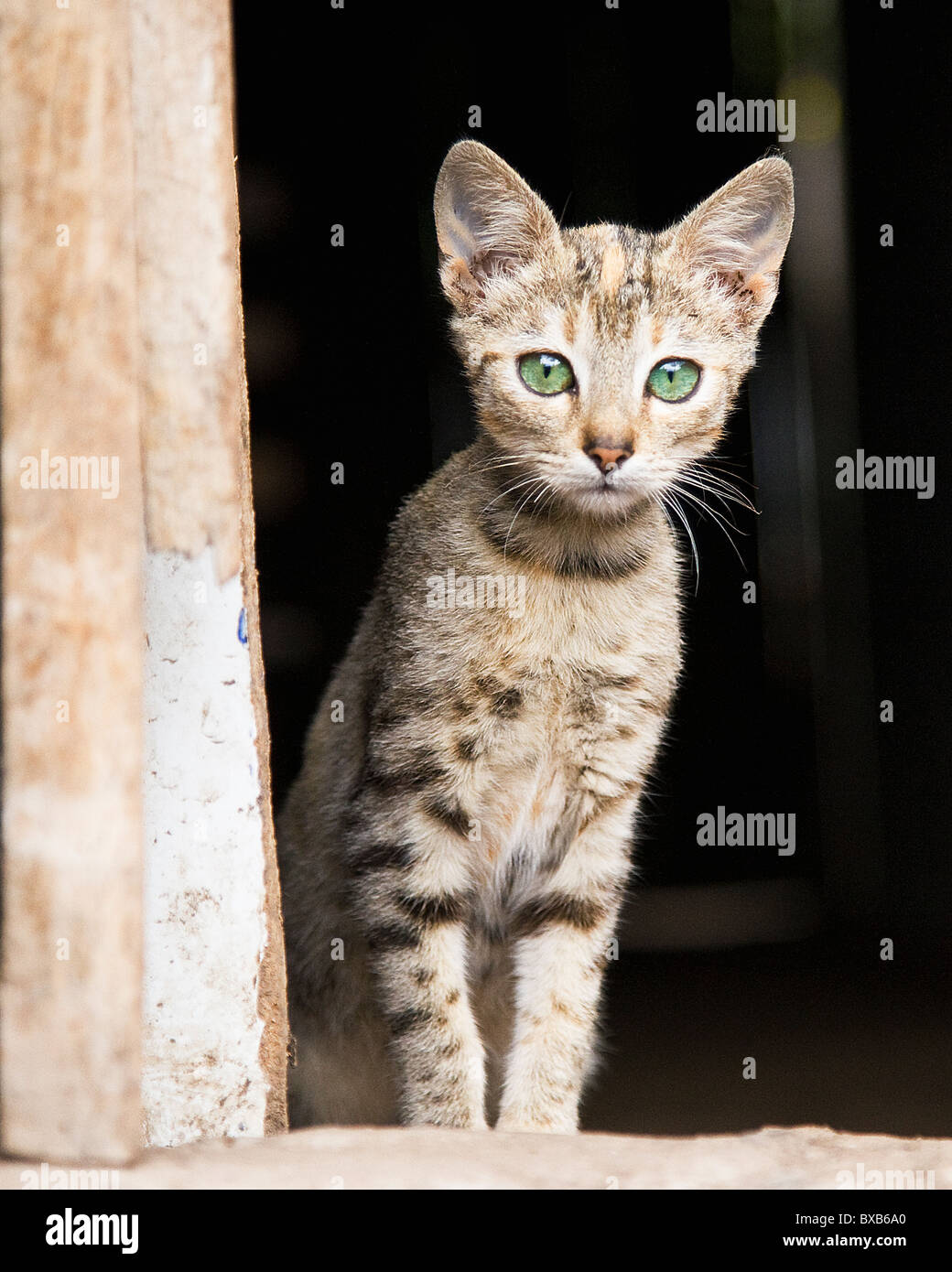 Cat staring, closeup Stock Photo Alamy