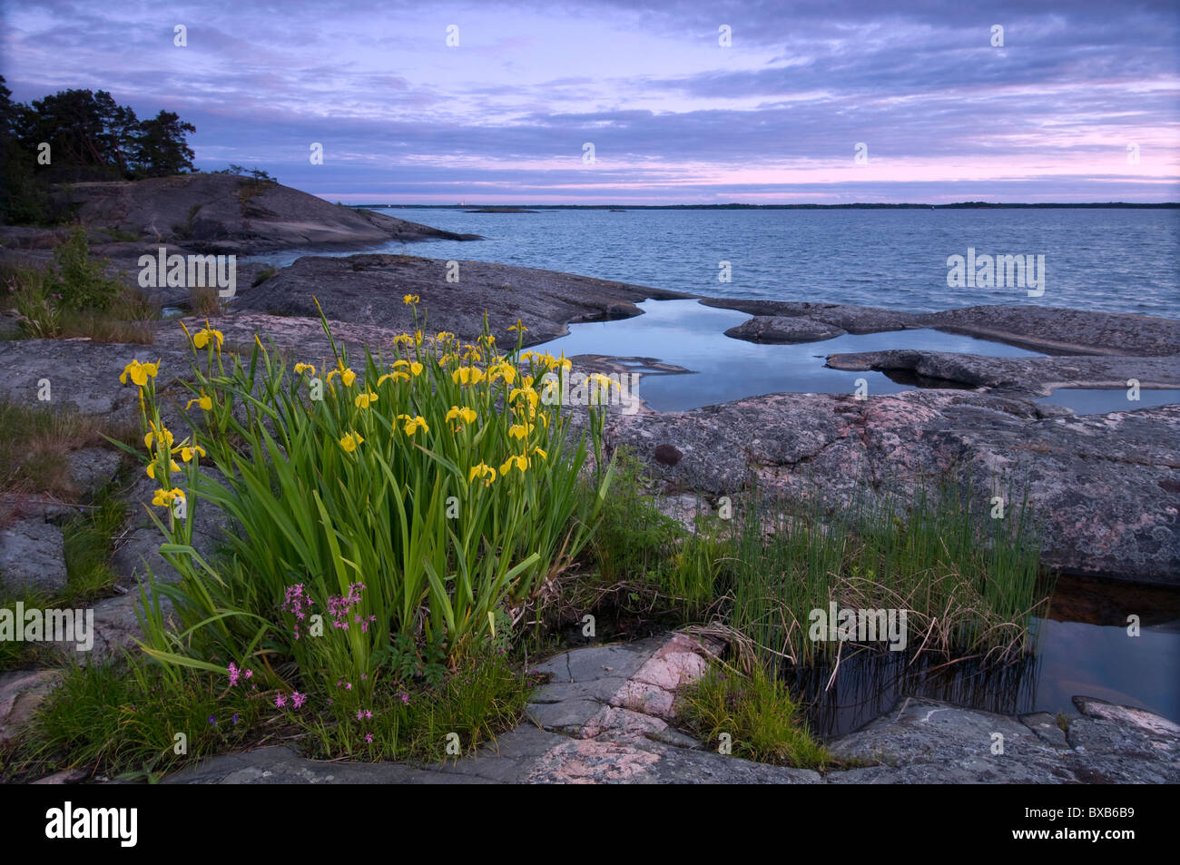 Yellow flower on rocky shore Stock Photo