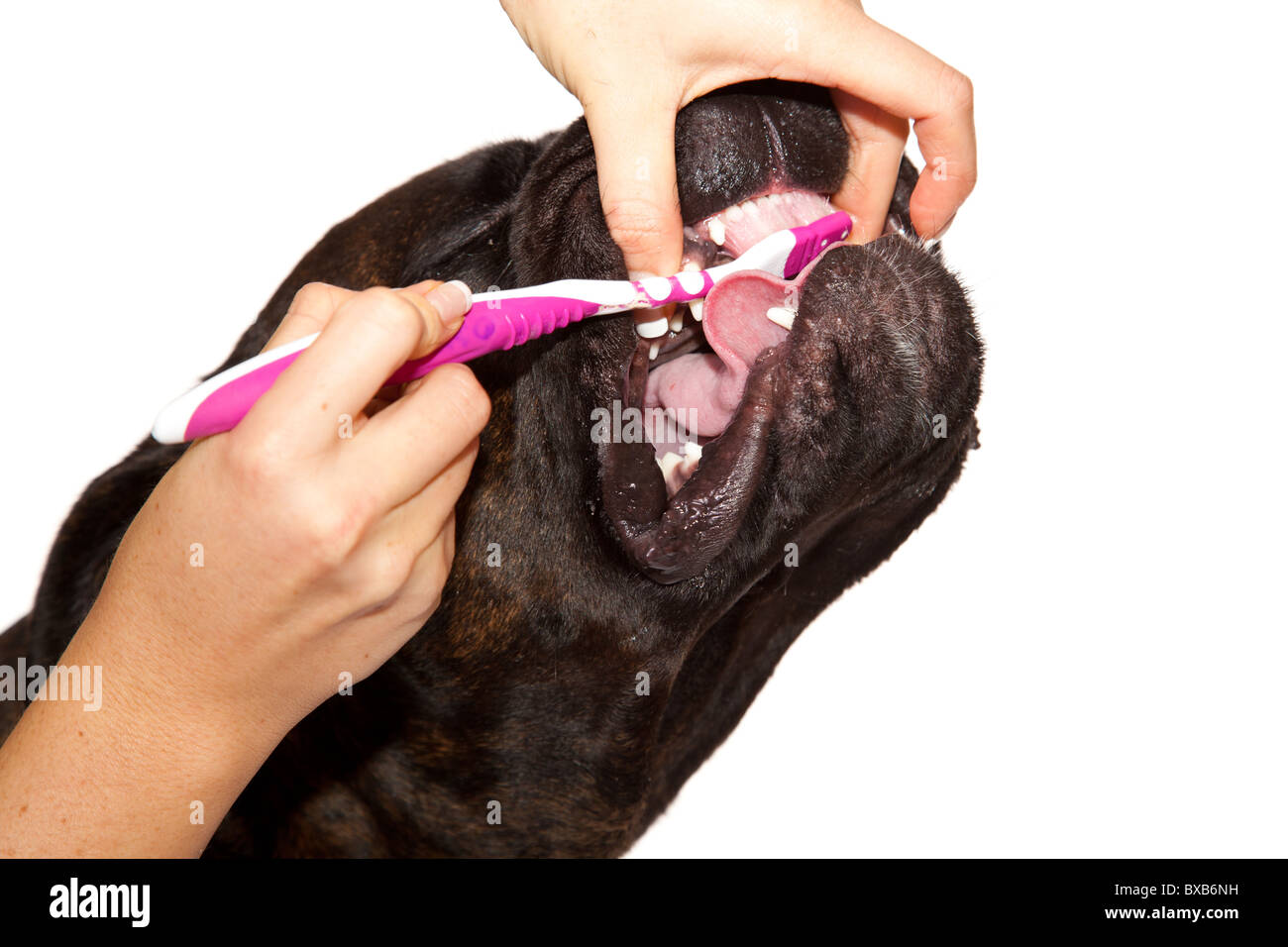 Как чистить уши щенку. Приспособление для чистки ушей собаке. Мытье ушей.