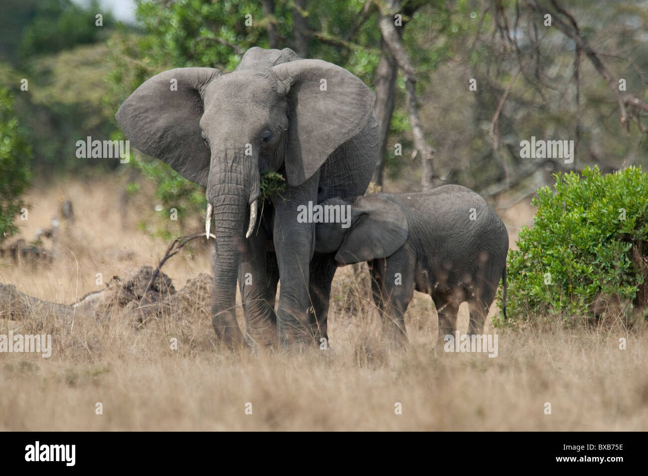 Elephants in Kenya Stock Photo Alamy