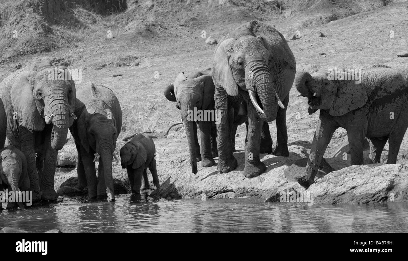 Elephants in Kenya Stock Photo Alamy