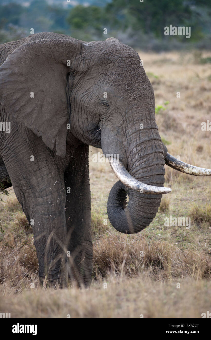 Elephants in Kenya Stock Photo Alamy