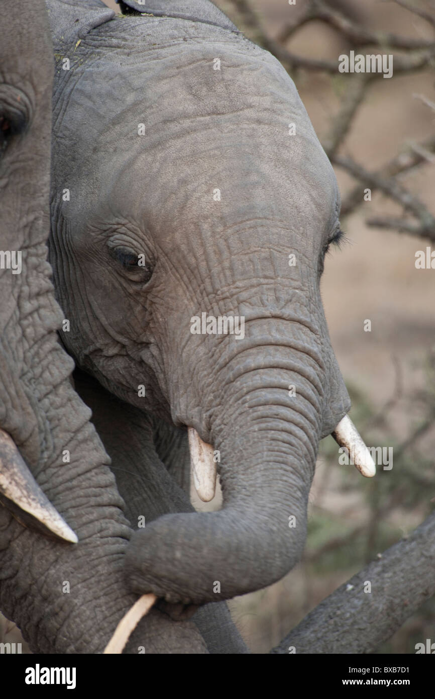 Elephants in Kenya Stock Photo Alamy