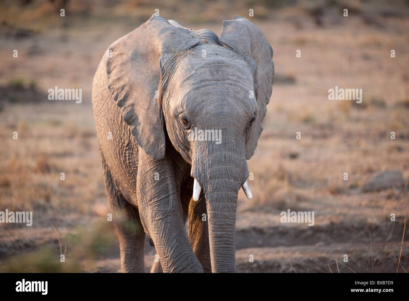 Elephants in Kenya Stock Photo Alamy