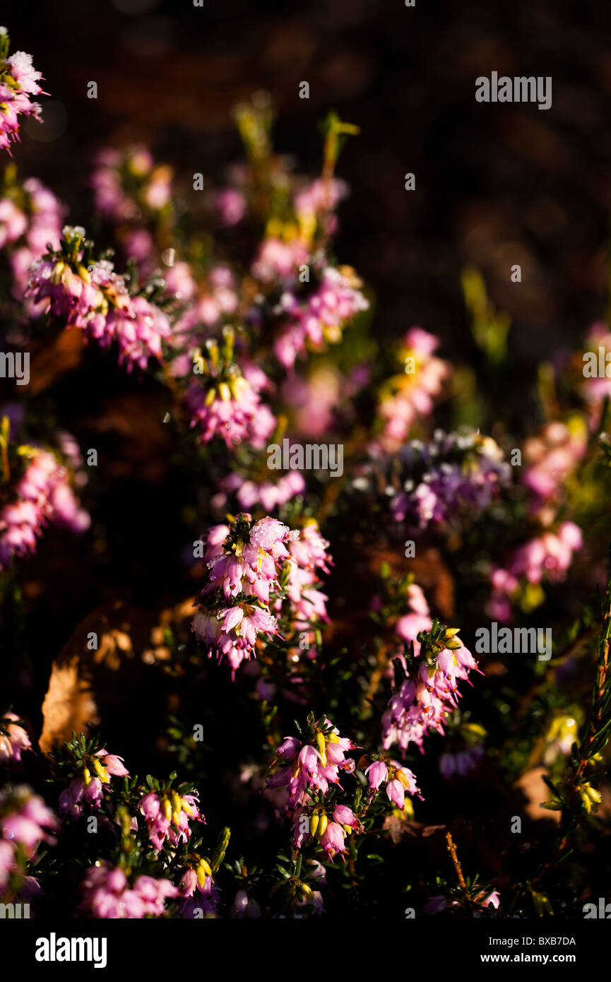 Erica x darleyensis ‘Ghost Hills’ in flower in November Stock Photo