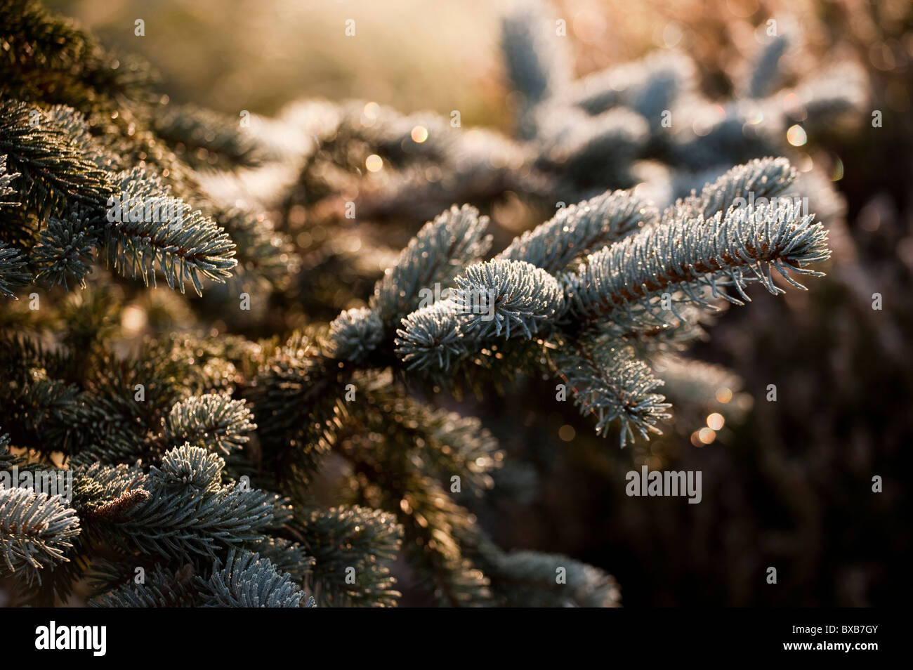 Picea pungens ‘Hoopsii’, Colorado Spruce in frost Stock Photo