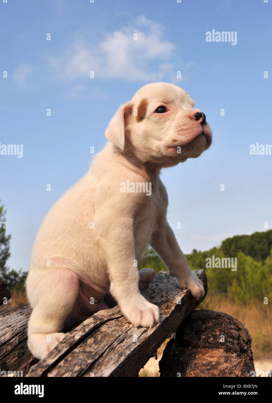 portrait of a young puppy white boxer Stock Photo