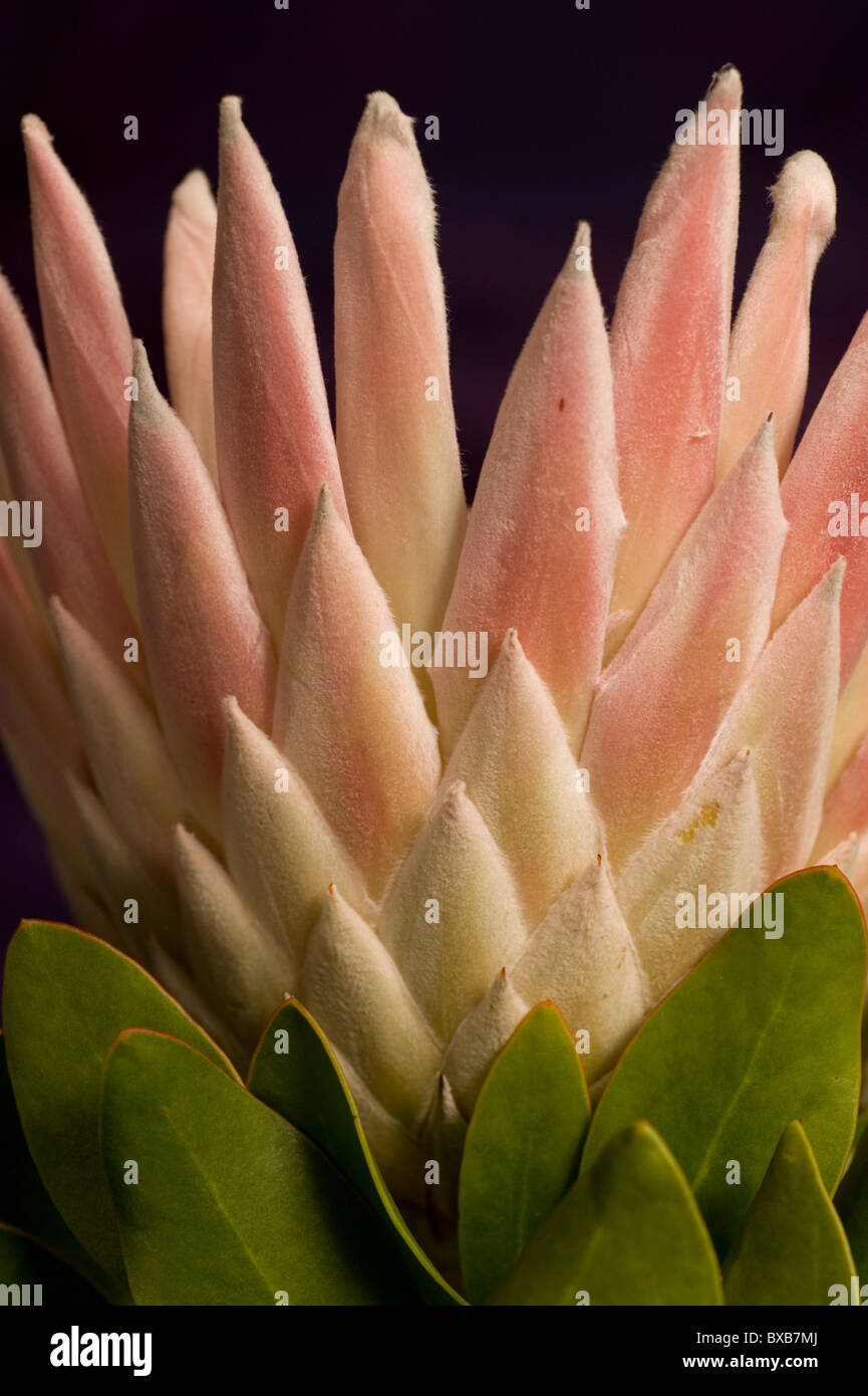 King Protea Protea cynaroides Stock Photo