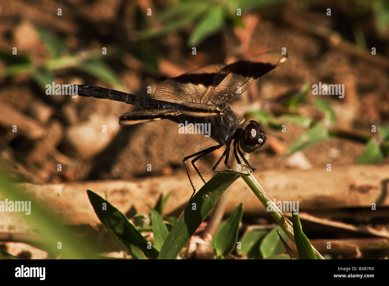 dragonfly sitting on a leaf Stock Photo - Alamy