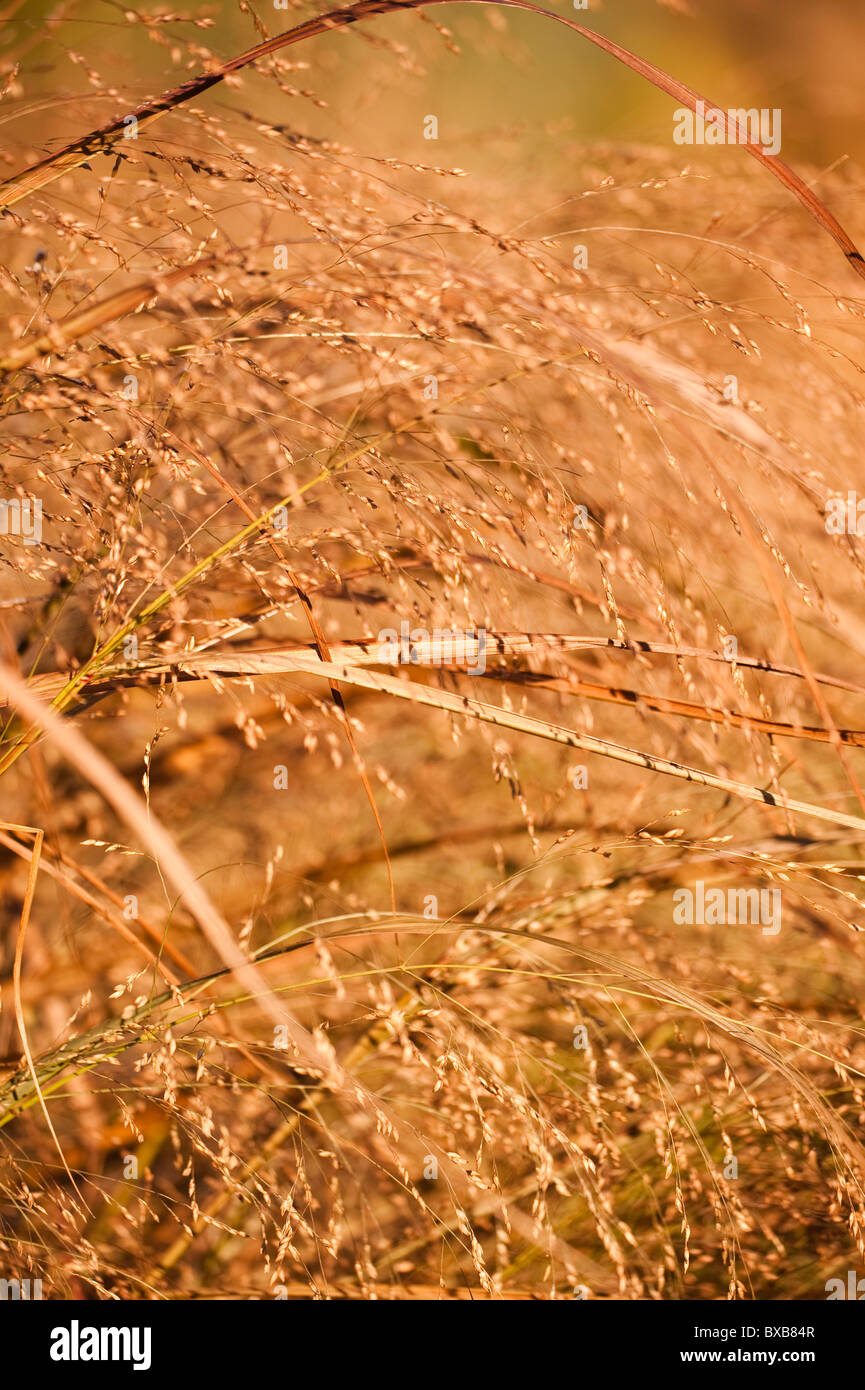 Panicum virgatum ‘Squaw’, Switchgrass, in November Stock Photo