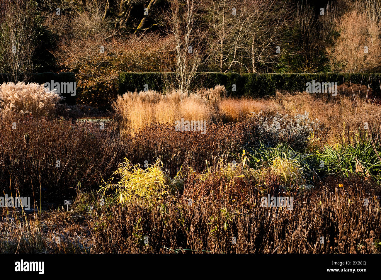 Square/Hot Garden in November at RHS Rosemoor, Devon, England, United Kingdom Stock Photo