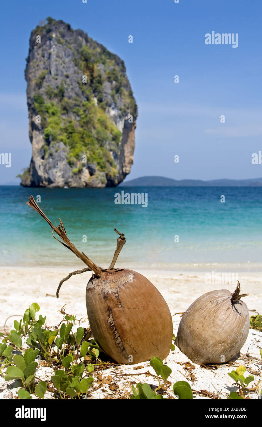 coconut on beach Stock Photo Alamy