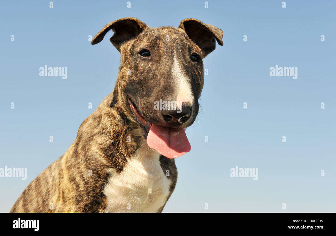 portrait of a puppy purebred bull terrier, focus on the eyes Stock ...