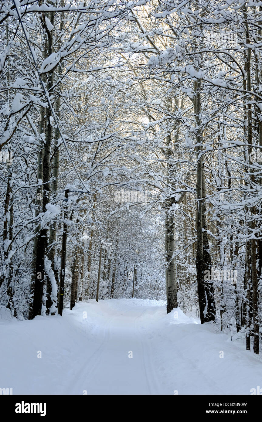 Snowy or Snow-Covered Lane, Path or Road through Woodland, Forest or Trees, Blieux, Alpes-de-Haute-Provence, France Stock Photo
