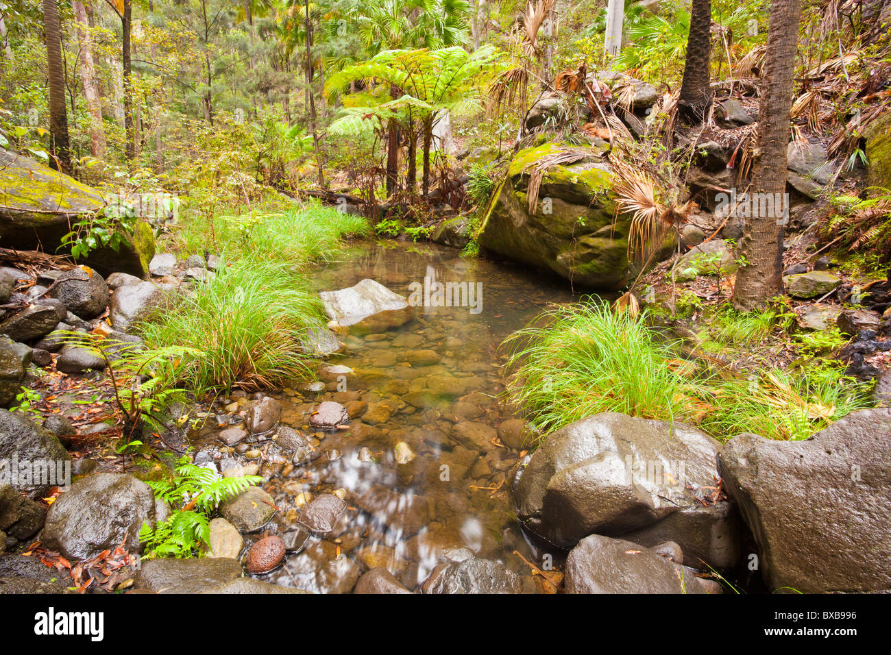 Mickey's Creek, Carnarvon National Park, Injune, Queensland Stock Photo