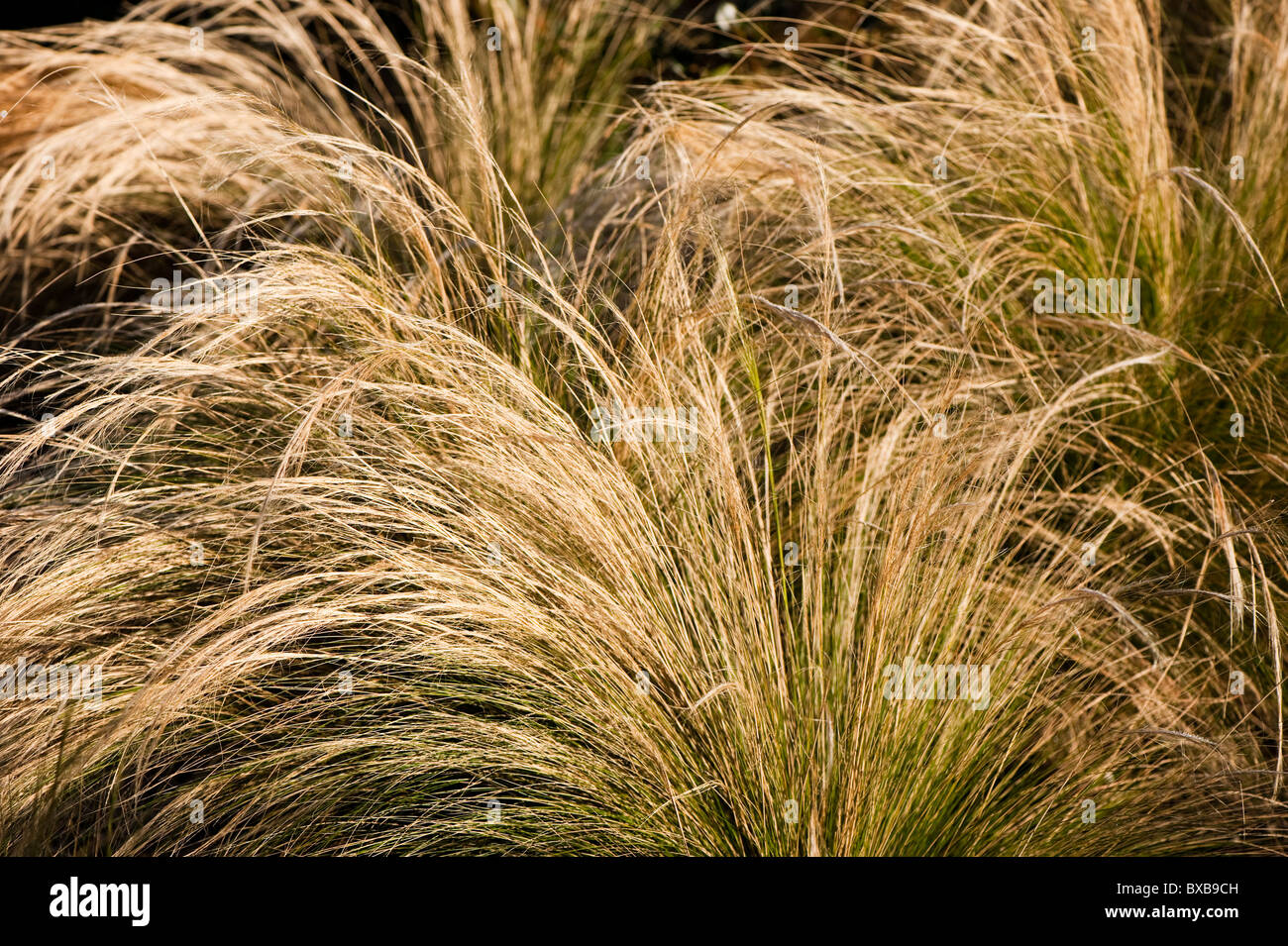 Stipa tenuissima 'Pony Tails', Mexican Feather Grass, in November Stock Photo
