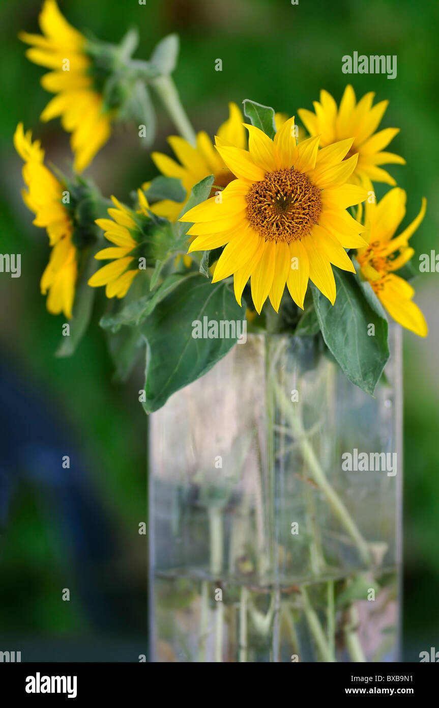 Sunflowers in glass vase Stock Photo Alamy