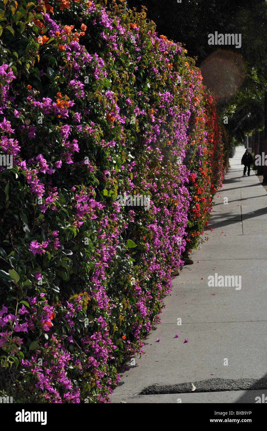 Bougainvillea in multi colours forms an almost psychedelic walkway Stock Photo