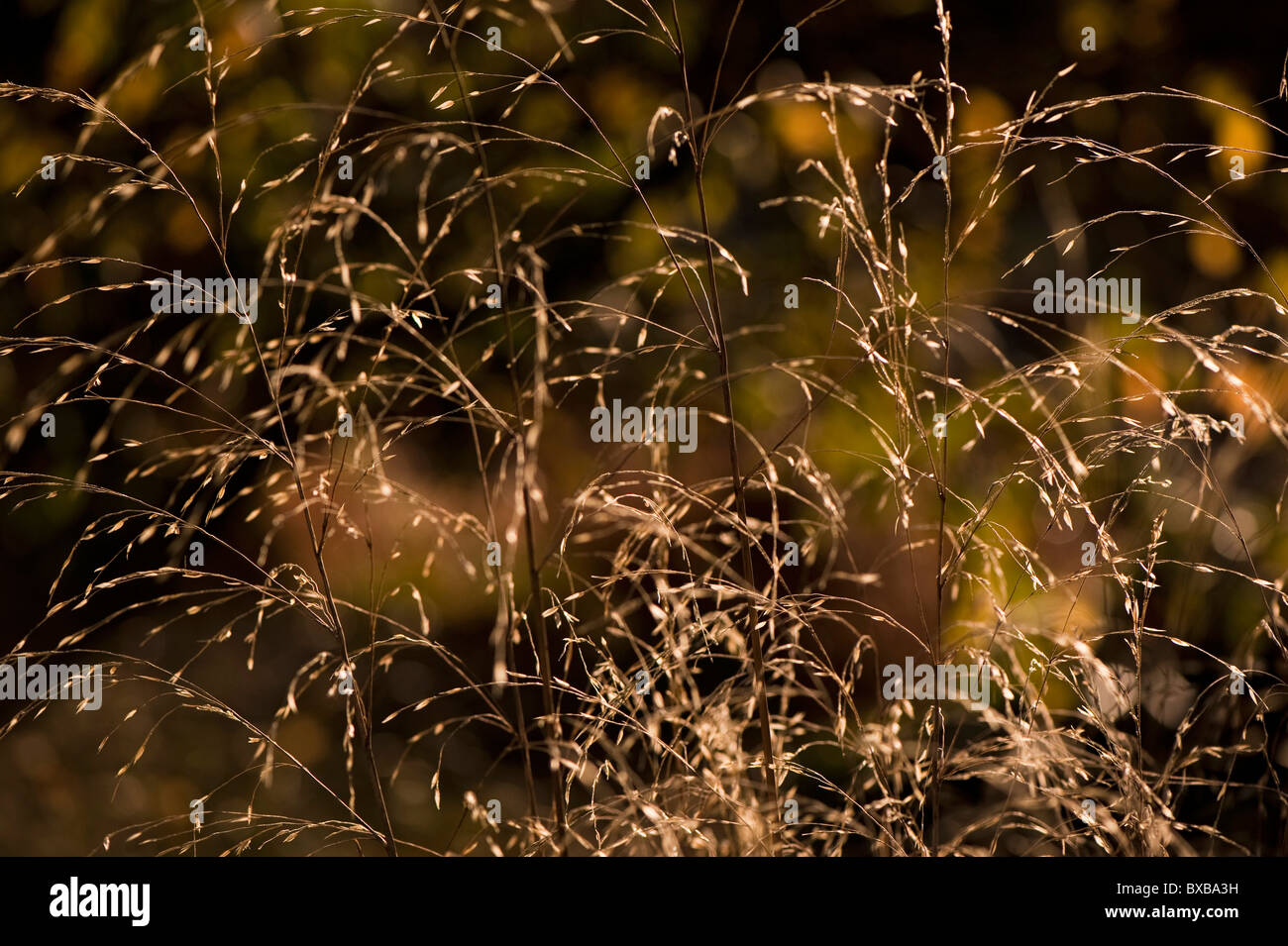 Chionochloa conspicua, Hunangemoho or Plumed Tussock Grass in November Stock Photo
